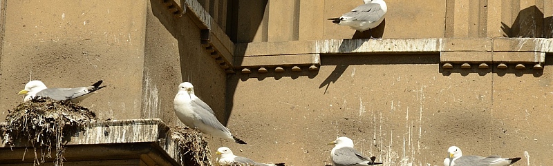 Ptice i ptičji izmet po zgradama - evo kako riješiti problem! 